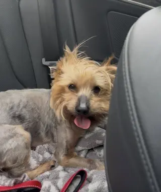 A Dylan