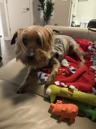 A Dylan