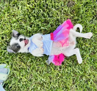 Luna #plush-toy-litter