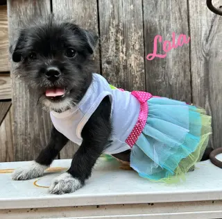 Lola #plush-toy-litter