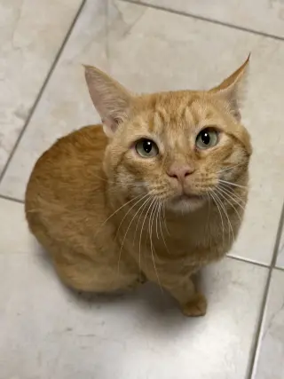 The Great Pumpkin
