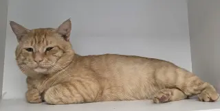 The Great Pumpkin