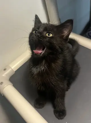 Endora
