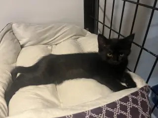 Endora