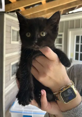 Endora