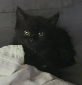 Endora