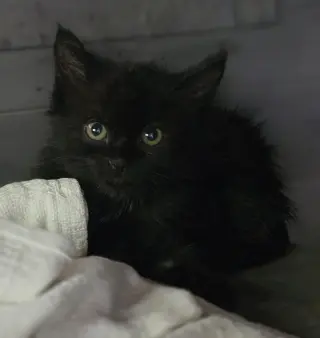 Endora