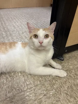 Leo