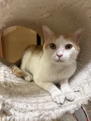 Leo