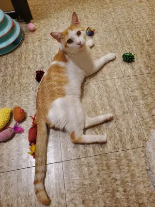 Leo