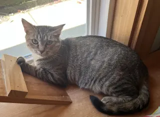 Jasmine