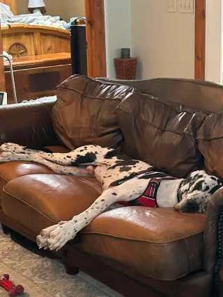 Bo