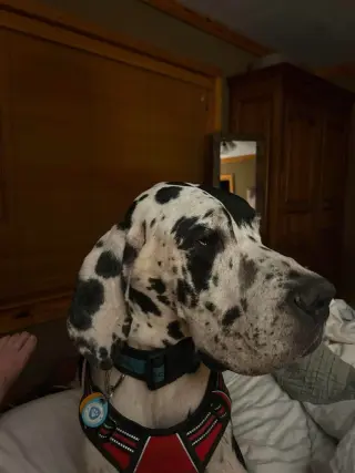 Bo