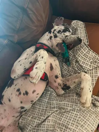 Bo