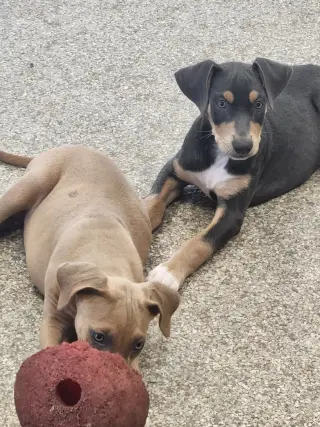 Tango