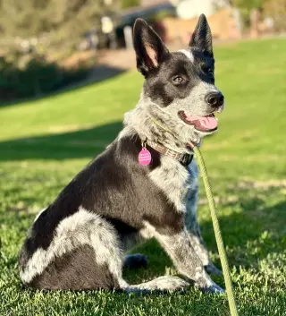 Dak