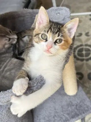 Millie