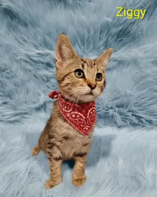 Ziggy (& Pebbles) [CP]