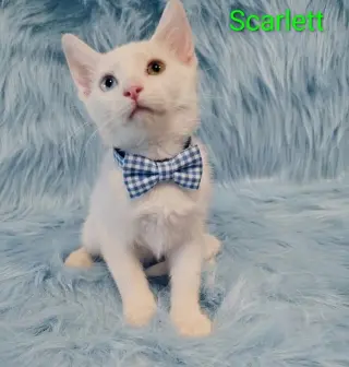 Scarlett (& Bella) [CP]