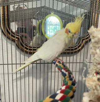 Tiky