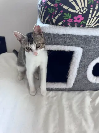 Precious