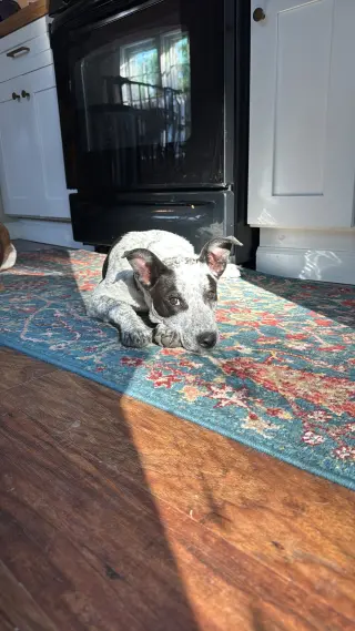 Jiffy