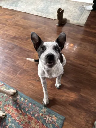 Jiffy
