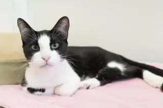 Regina