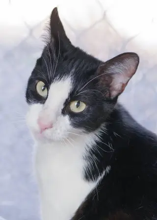 Regina