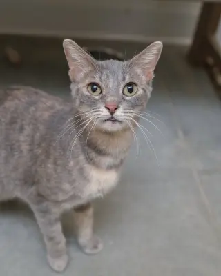 Gretchen
