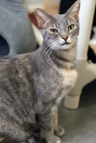 Gretchen