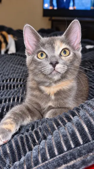 Pixie ( Nicole )