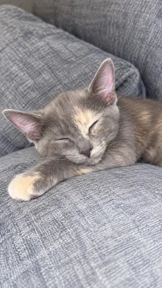 Pixie ( Nicole )