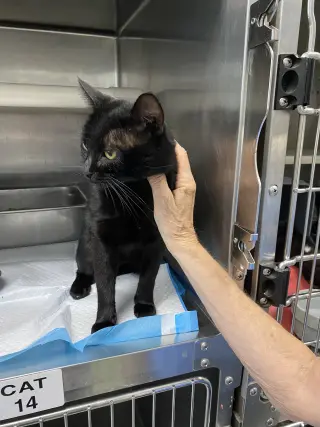 Ernest - At shelter