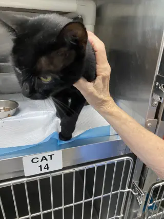 Ernest - At shelter
