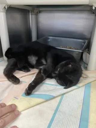 Luna - At shelter