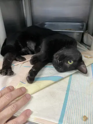 Luna - At shelter