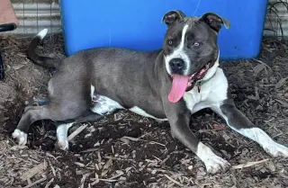 Maverick: At shelter