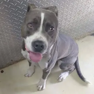 Maverick: At shelter