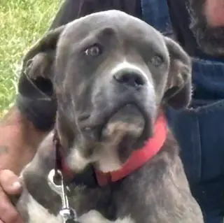 Balder: Not at shelter (Alan)