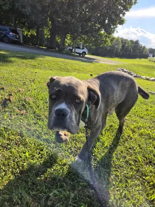 Balder: Not at shelter (Alan)