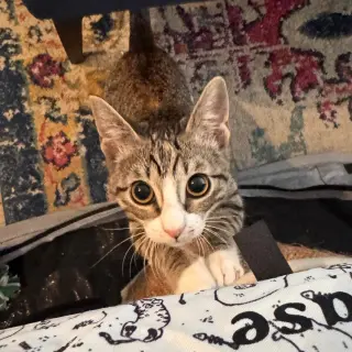 Pandora