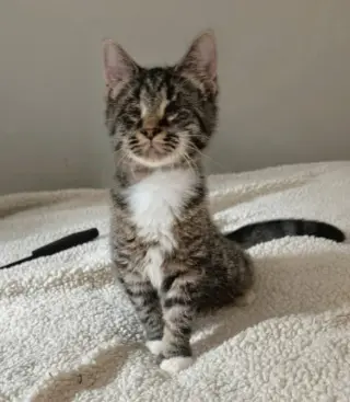 Mary ( Blind Kitty)