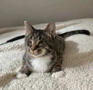 Mary ( Blind Kitty)