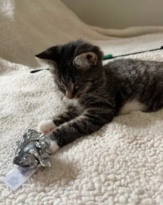 Mary ( Blind Kitty)
