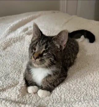 Mary ( Blind Kitty)