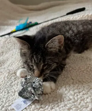 Mary ( Blind Kitty)
