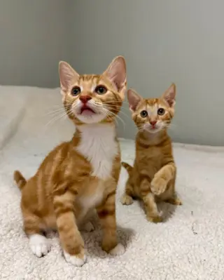 Tangerine and Squeaks (Brothers)