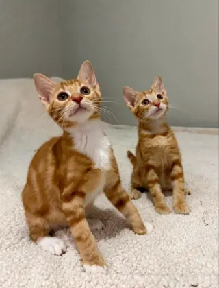 Tangerine and Squeaks (Brothers)