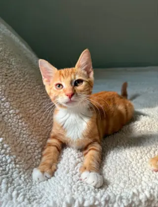 Tangerine and Squeaks (Brothers)